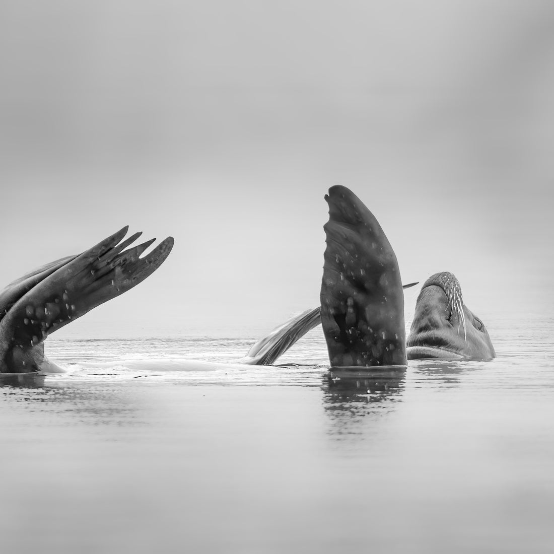 Meeting a Sleeping Sea Lion