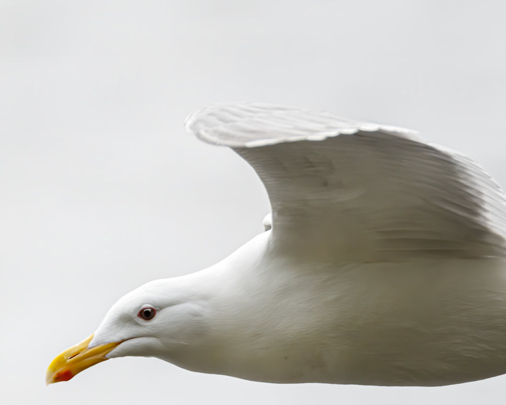 Capturing Seagulls in Flight