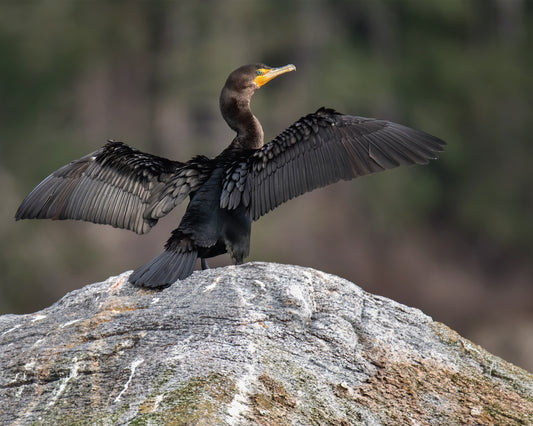 Double-crested Cormorant