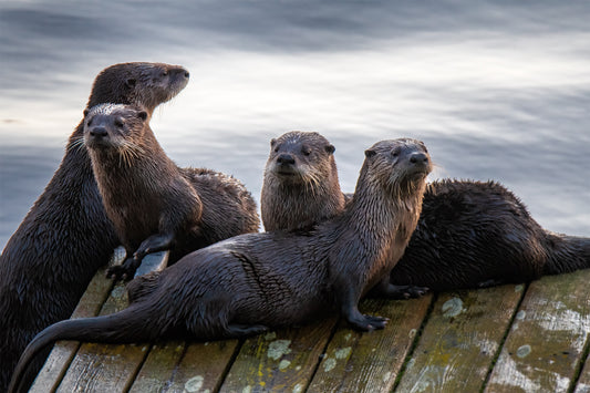 A Mess of Otters