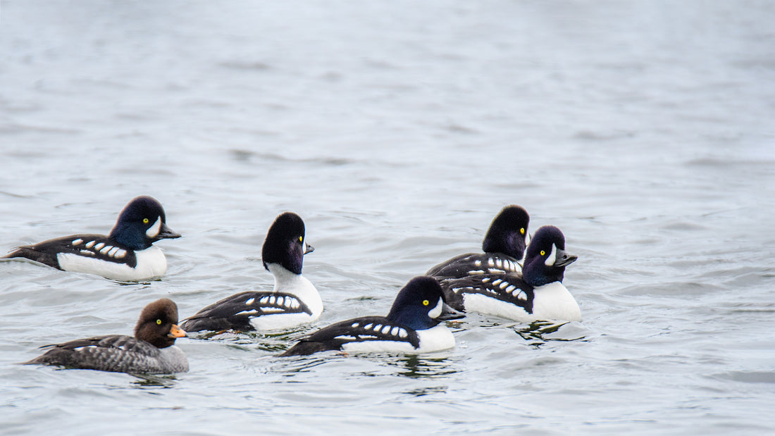 Barrow's Goldeneye