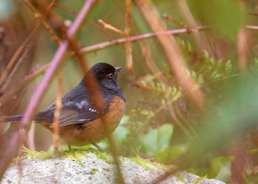 Birds in Towhee Land