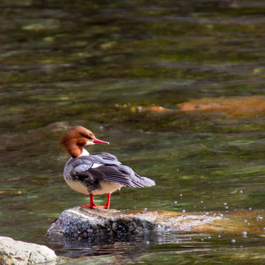 Common Merganser