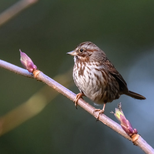 Song Sparrows