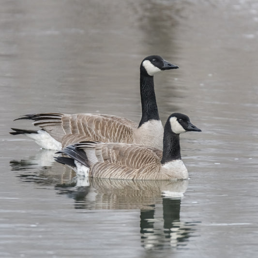 Canada Geese