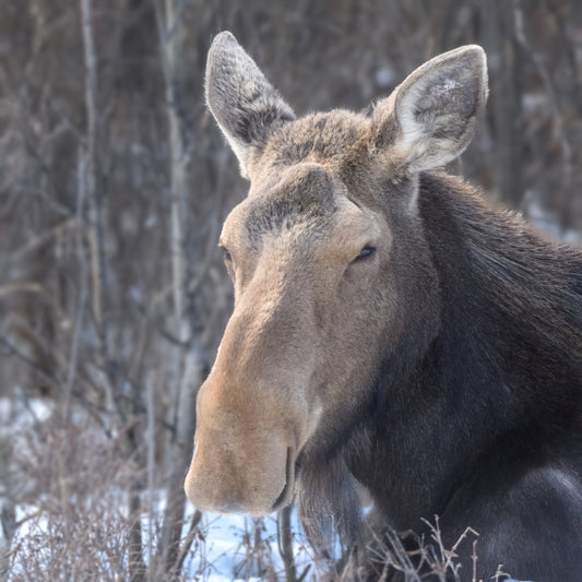 Missy the Moose