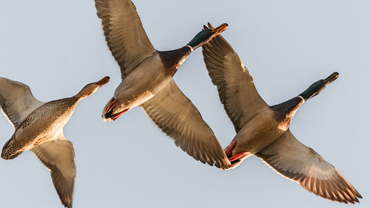 Under the Flight Path