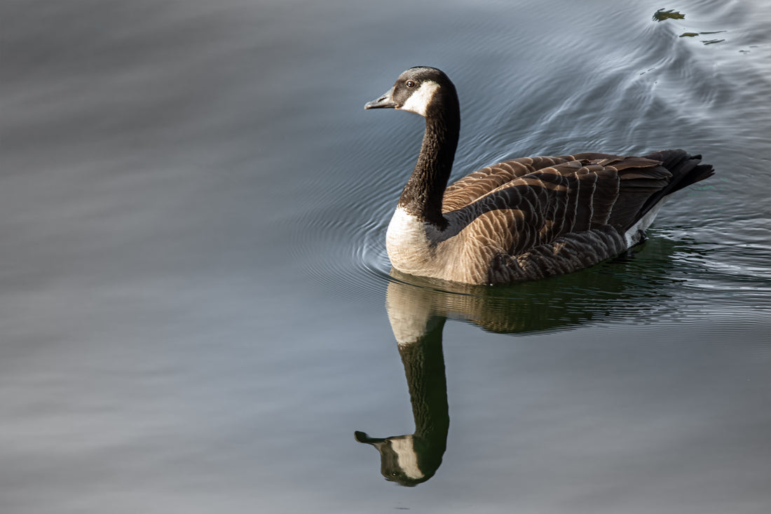 Canada Goose