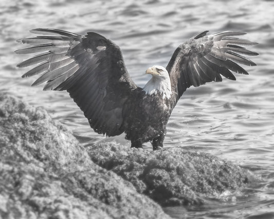 Bald Eagle