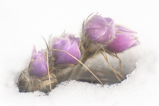 Spring Crocuses