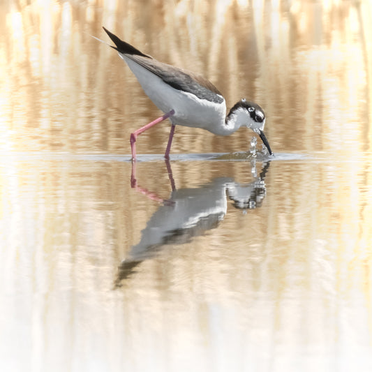 Black-necked Stilt