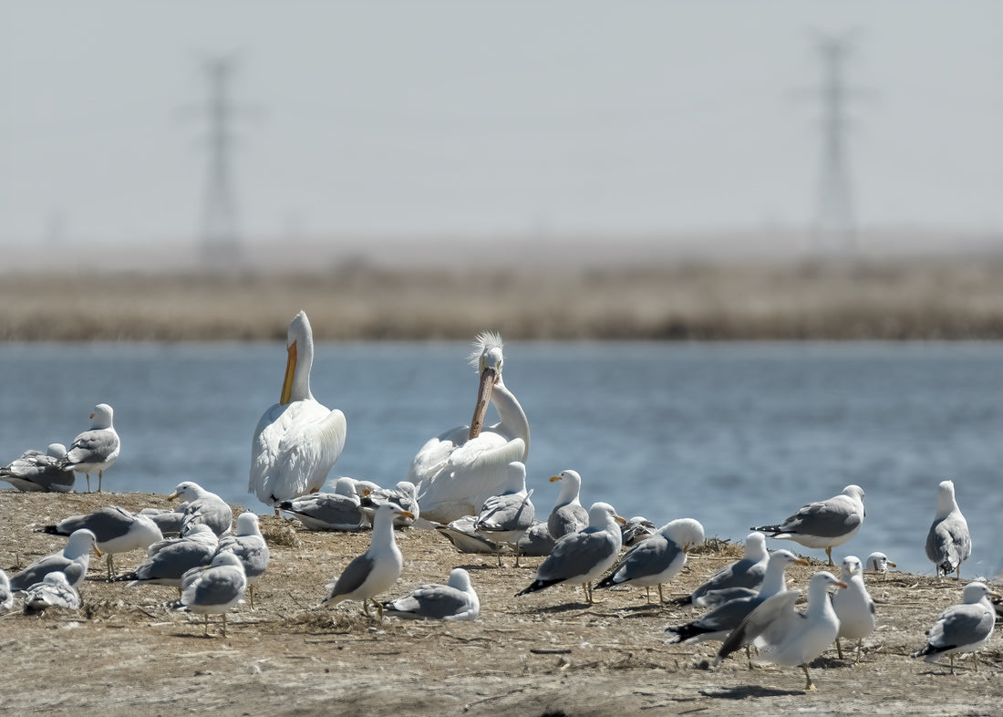 Photographing Pelicans