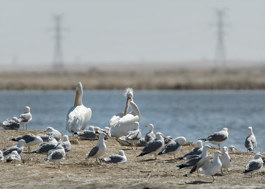 Photographing Pelicans