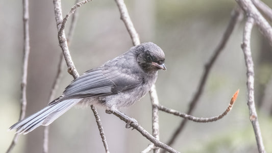 Canada Jay