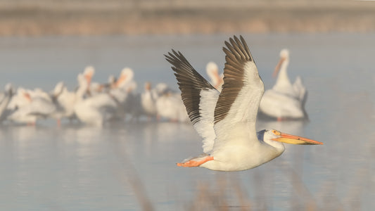 All About the Pelicans