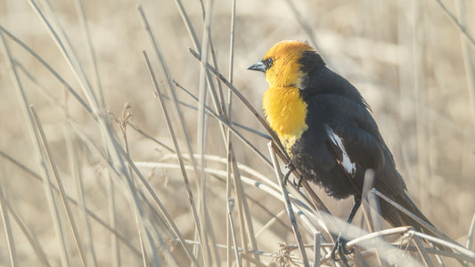 Yellow-headed Blackbird