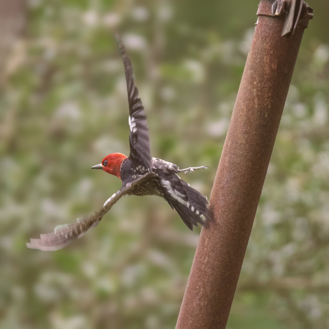 Red-breasted Sapsucker