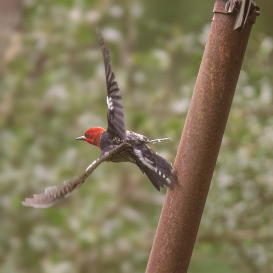 Red-breasted Sapsucker