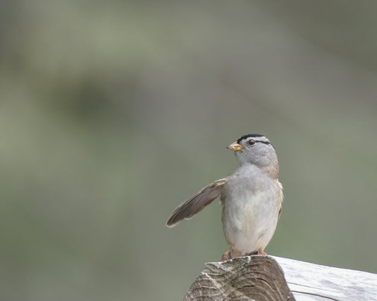 White-crowned Sparrow