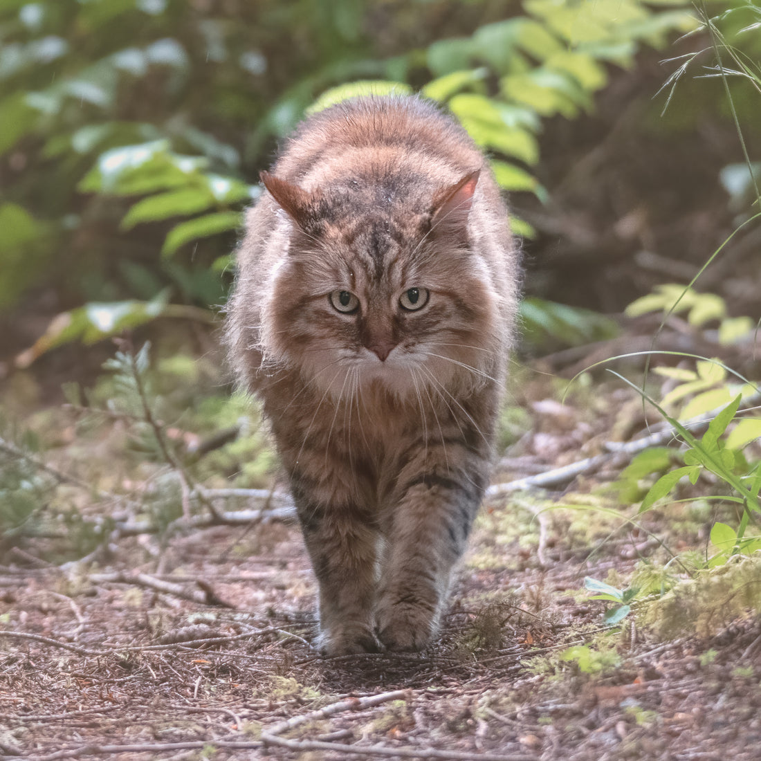 Use Backlighting to Frame Your Pet