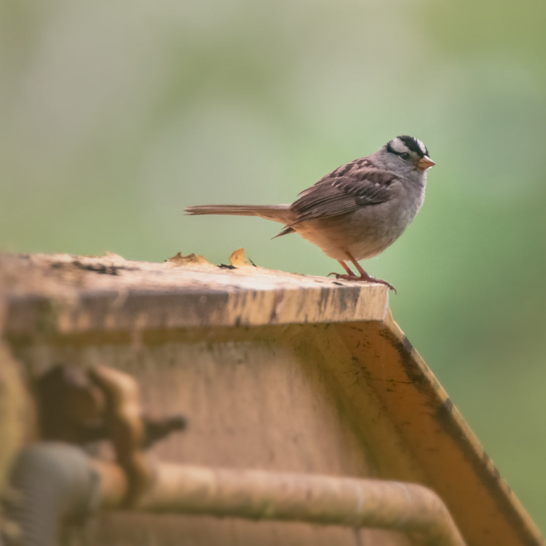 More White-crowned Sparrow