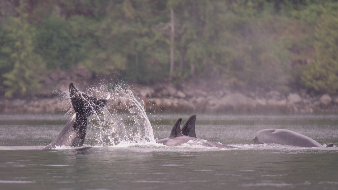 Orcas