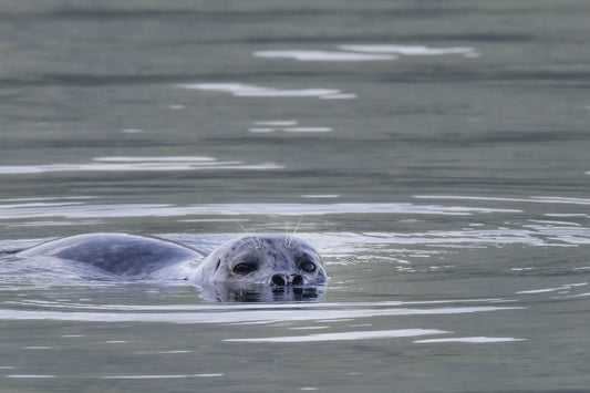 Wildlife and Pets - Capturing the Spirit