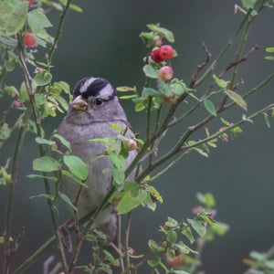Garden Birds - White-crowned Sparrow