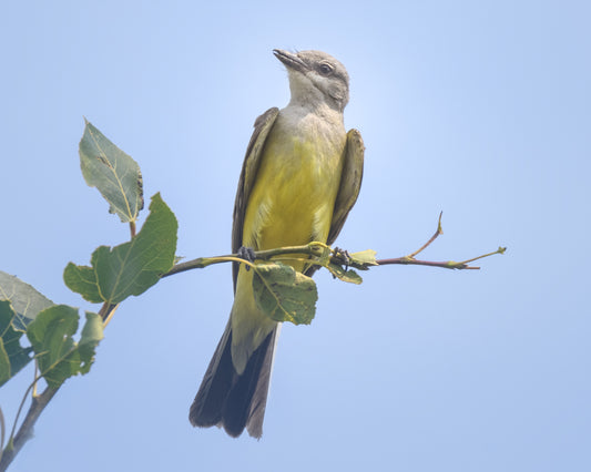 Western Kingbird