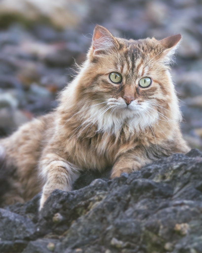 Muffin the Mountain Cat