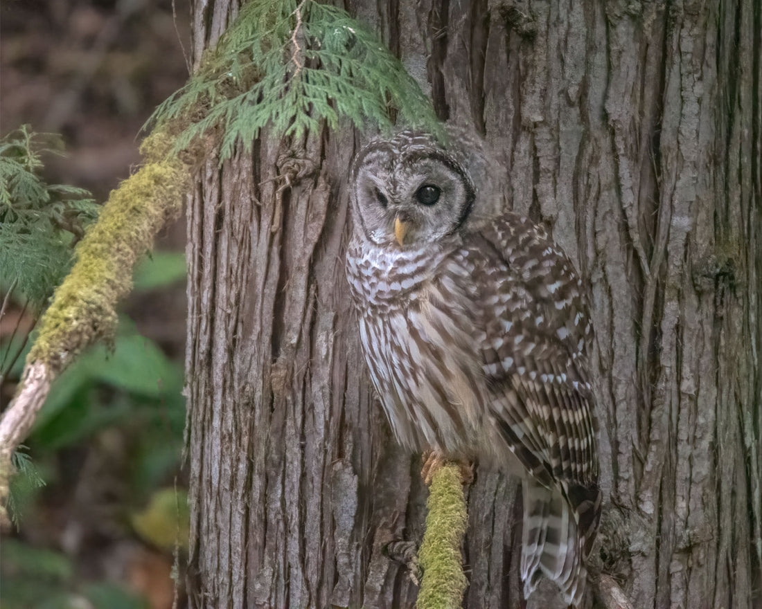 Barred Owl