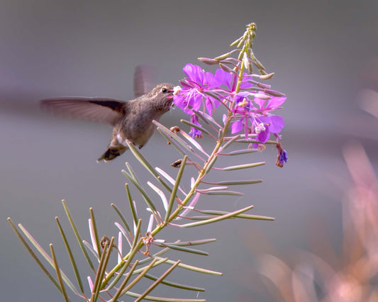 The last of the Hummingbirds