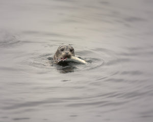 Harbor Seal Showing Off His Catch