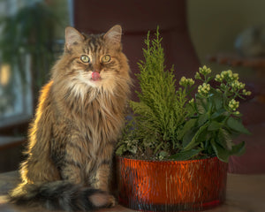 Do You Take the Cat to the Plant or the Plant to the Cat?