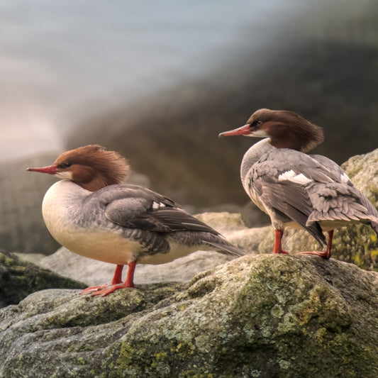 Mergansers