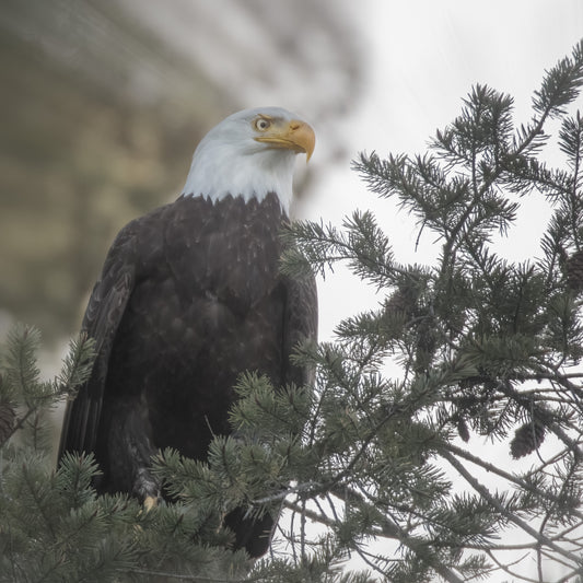 Bald Eagle