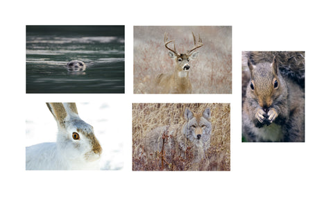 Note Card Set - Mammal Portraits
