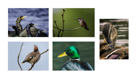 Note Card Set - Bird Portraits