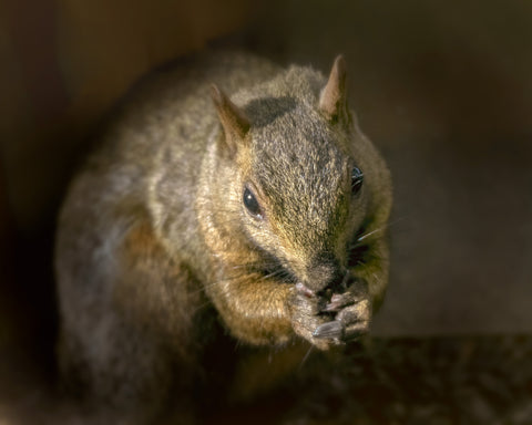 A Squirrel Named Red