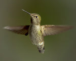 Birds of Spring - Rufous Hummingbird
