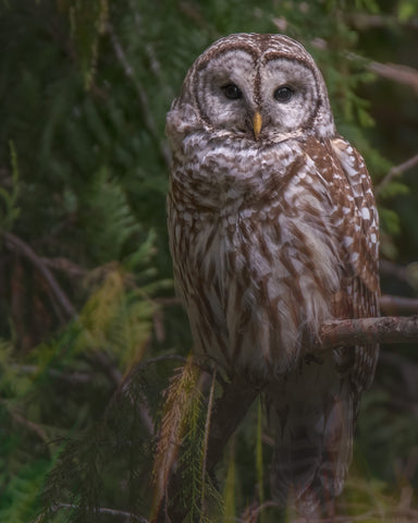 Our Resident Barred Owl