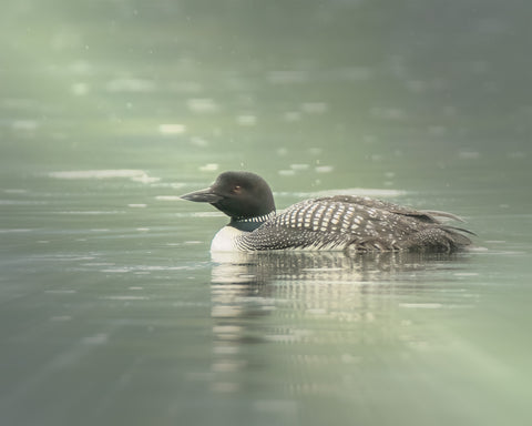 The Common Loon